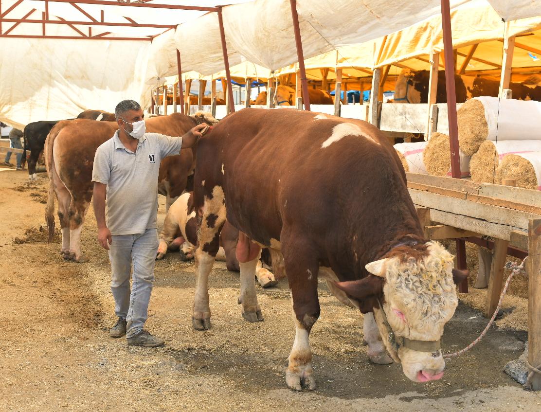 1 TON 200 KİLOLUK PAŞASI ALICISINI BEKLİYOR