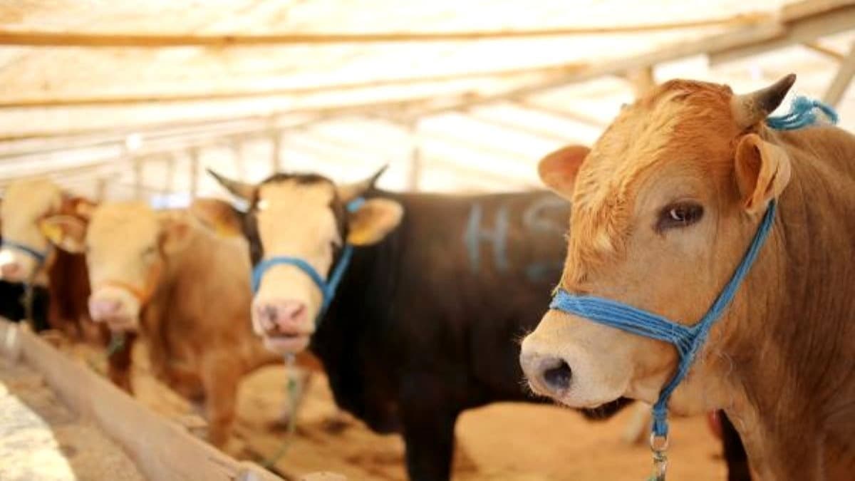 Büyükçekmece Belediyesi’nden sertifikalı kurban kesim kursu