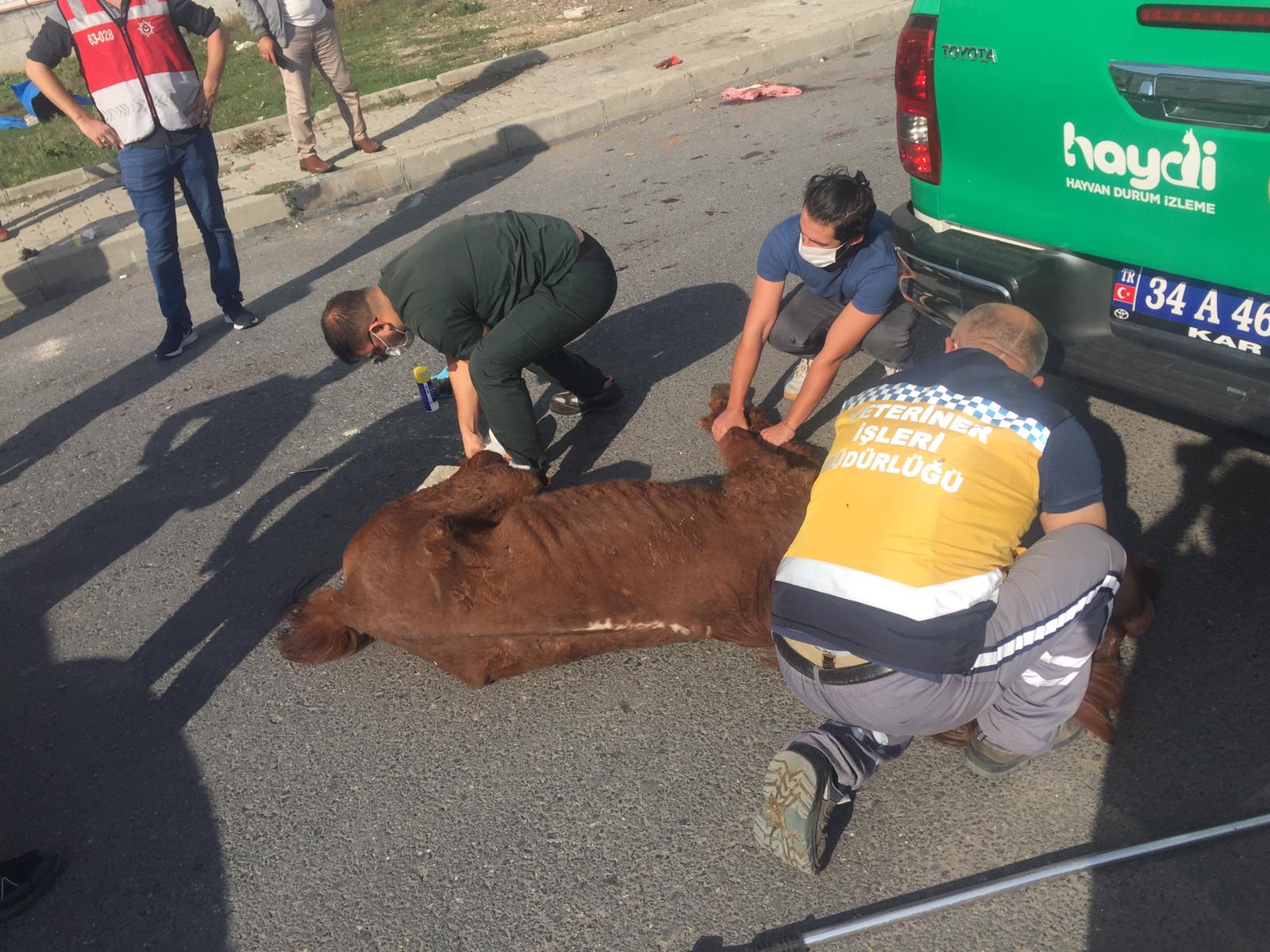 TERK EDİLEN YARALI HAYVANA ESENYURT BELEDİYESİ SAHİP ÇIKTI