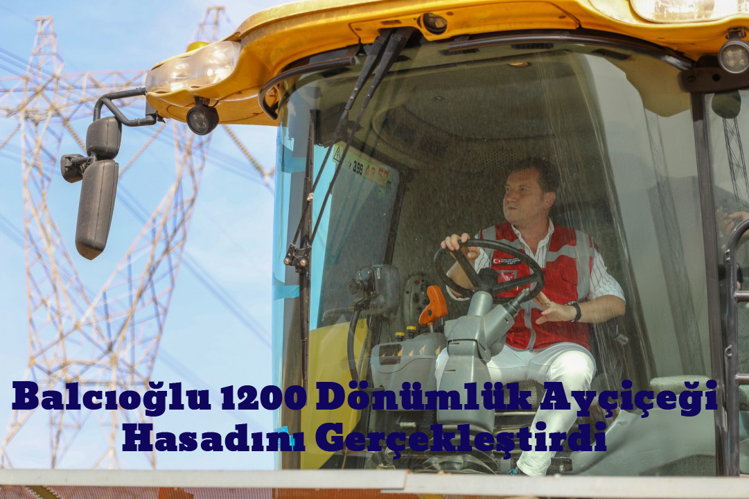 Başkan Balcıoğlu 1200 Dönümlük Ayçiçeği Hasadını Gerçekleştirdi